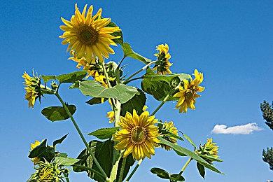 《空之轨迹 the 1st》通关时长为80小时 是原作的两倍