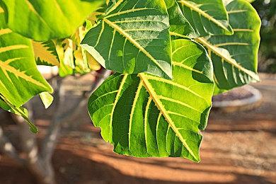 《网络奇兵：重制版》5月登陆主机平台