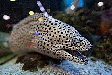 《三国志8重制版》制定战术介绍 出其不意掌握先机